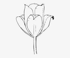 This category offers a number of seasons flowers, exotic flowers, realistic images of flowers and artistic images of flowers from around the world. Petal Clipart Tulip Petal Tulip Flower In Drawing Png Image Transparent Png Free Download On Seekpng