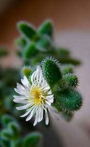 Image result for Delosperma spp.