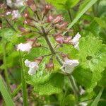 Image result for Endostemon villosus