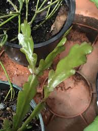 Image result for Lipocarpha micrantha