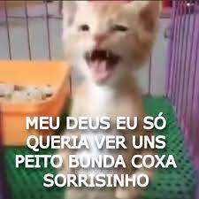perfil dedicado a gatinhos, peitos etc on X: 