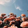 Nevada florists have a number of cities that they cater flowers to. 3