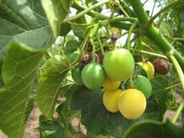 Image result for Jatropha seineri