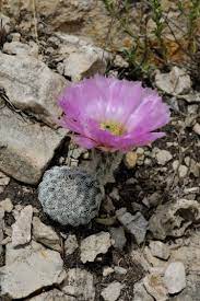 Pin On Cactusi