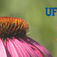 Master Gardener Spring Festival