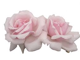 Kimpossibleh Transparent Flowers Pink Aesthetic Flowers