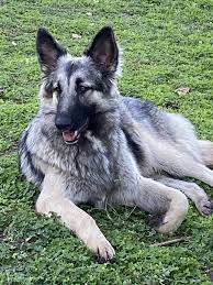 Pin By Fpa On Shiloh Shepherds In 2020 Shiloh Shepherd Dogs German Shepherd