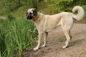 Kangal dogs have many wonderful qualities but there are several things you should consider before you. Turkish Kangal Dogs And Puppies For Sale In Manchester Pets4homes