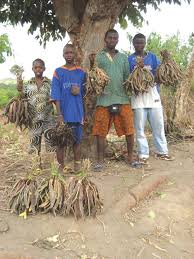 Image result for Hypselodelphys scandens