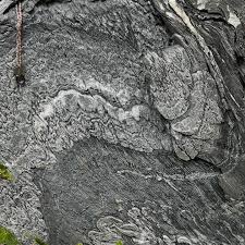 Image result for Struthiola montana