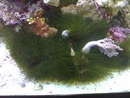 Green hair algae is one of the most commonly known. Magnesium Dosing For Hair Algae Aquanerd