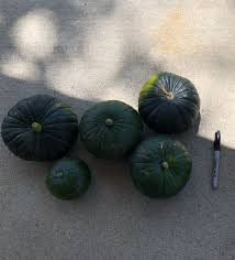 Oh well, glad i bumped into you! Help Identifying Squash Seasoned Advice