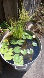 Water Lily Pads In A Galvanized Tub Patio Pond Container Water Garden Ideas Fruit Trees Backyard Backyard Garden Small Backyard Gardens