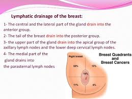 For the anatomical location and description of tumors, the surface of the breast is a hard irregular mass was felt in the upper inner quadrant of the breast at 2'o clock position. Pin On Anatomy