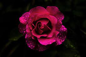 Flowers, petals, pink roses, flowers, 720x1280 wallpaper. Pink Roses Black Background