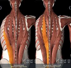 Underneath are the heart and lungs. What Causes Back Rib Pain Regenexx