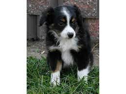 This endows them with the possibility of many traits, though overall they're. Toy Australian Shepherd Dog Male Black Tri 1899511 Petland Carriage Place