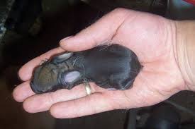 Cute baby bunnies 2 weeks old amazing little babies rabbits video. Baby Rabbit Growth Updates Willow Creek Farm