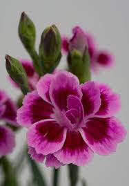 Pests and diseases to watch out for: Nelke Pink Kisses Dianthus Pink Kisses Gunstig Online Kaufen