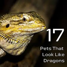 We are also now offering shipping on most of our feeder insects, and curbside pickup is available on all items, as well. 17 Pets You Can Legally Own That Look Like Dragons Pethelpful