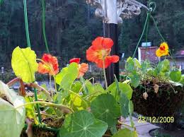The Top 10 Things To Do In Dehradun District With Kids Family Friendly Activities In Dehradun District Uttarakhand Tripadvisor