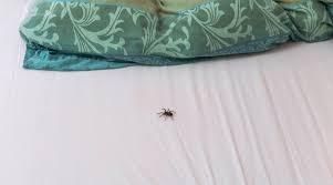 Camel cricket behaviors, threats, or dangers. How To Keep Spiders Out Of Your Bed 10 Simple Tricks That Work