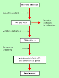 Both types of alarms will sound when they detect smoke. Lung Cancer In Europe In 2000 Epidemiology Prevention And Early Detection The Lancet Oncology