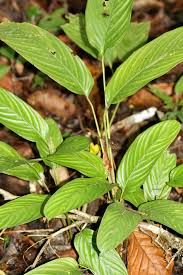 Image result for Halopegia