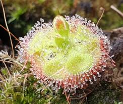 The bark is traded, both locally and internationally, whilst the plant is also cultivated for this bark, especially in. Drosera Burmannii The Tropical Sundew Succulent Flytraps