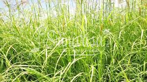 Image result for Chloris gayana