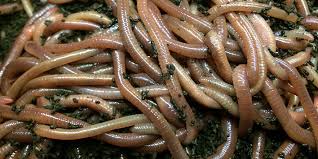 Live compost worms (e.g., red wigglers) are the best worms for composting. African Nightcrawlers Rocky Mountain Organic Supply