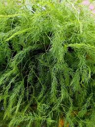 Image result for Asparagus racemosus