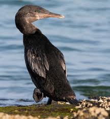 Birds That Cannot Fly Images You Won T Believe That These 11 Birds That Cannot Even Fly With Images Birds Birds Flying Birds That Cannot Fly