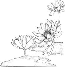 By covering the water surface, they shade the water and keep it cooler, which helps cont. Nymphaea Or Water Lily Coloring Page Free Printable Coloring Pages Flower Drawing Coloring Pages Machine Embroidery Redwork
