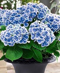Pin On Hydrangeas