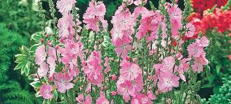 Maybe you would like to learn more about one of these? 12 Full Sun Perennials That Bloom All Summer Breck S