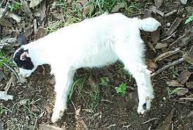 Check spelling or type a new query. Fainting Goat Wikipedia