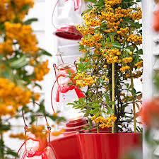 Image result for Pyracantha coccinea soleil d'or