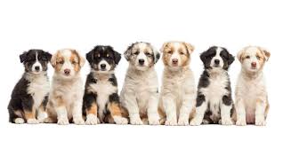 From the moment of their birth, the puppies are big, energetic, and enthusiastic dogs that will need plenty of early training to curb some of their worst instincts. 1 Australian Shepherd Puppies For Sale By Uptown Puppies
