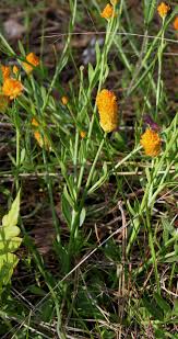 Image result for Polygalaceae