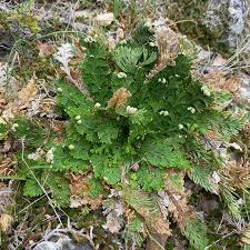 Image result for Selaginella eublepharis