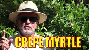 CREPE MYRTLE