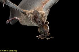Is your smoke detector sounding the alarm for no apparent reason? The Challenge Of Detecting Prey Private And Social Information Use In Predatory Bats Page 2020 Functional Ecology Wiley Online Library