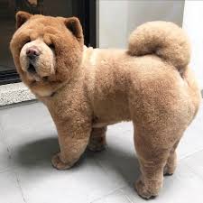 Impossibly Fluffy Chow Chow Pup Looks Like An Adorable Teddy Bear Come To Life In 2020 Big Fluffy Dogs Chow Chow Dog Puppy Fluffy Dogs