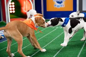 The kennel kittens are a mirror organization to the pound puppies. What Happens To All The Adorable Puppy Bowl Players After The Big Game