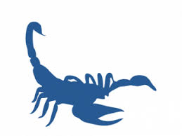 Oracle crossings shopping center 7665 n. Pest Control Service Rat Removal Tucson Oro Valley Oracle Az