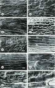 Image result for Dignathia gracilis