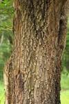 Image result for Pterocarpus angolensis