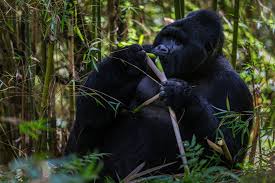 Image result for Landolphia glabra