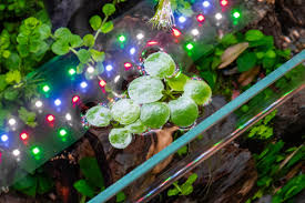 Image result for Limnobium laevigatum